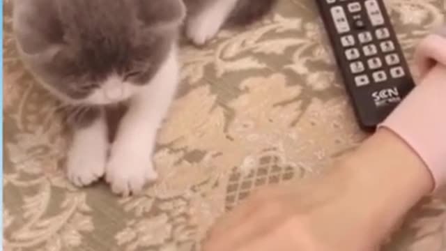 Cute kitten 🐈 video