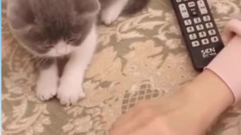 Cute kitten 🐈 video