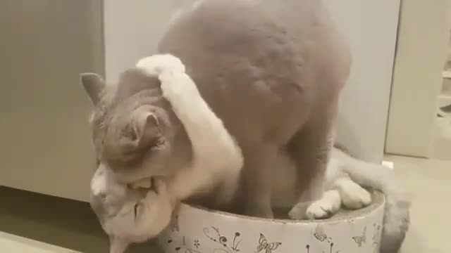 Ohh Cat Loves Her GirlFriend So Cute