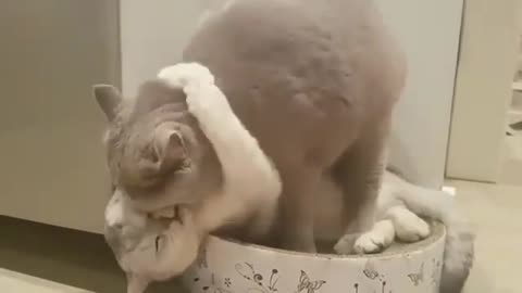 Ohh Cat Loves Her GirlFriend So Cute