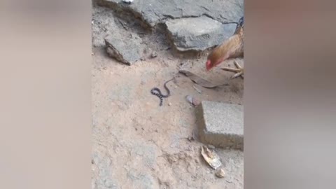 chicken eating snake