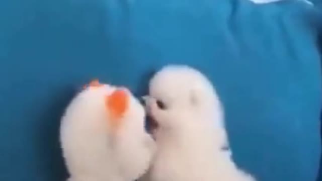 Cute baby dog kissing and playing