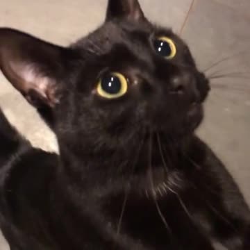 The cat talking to me wants me to put food