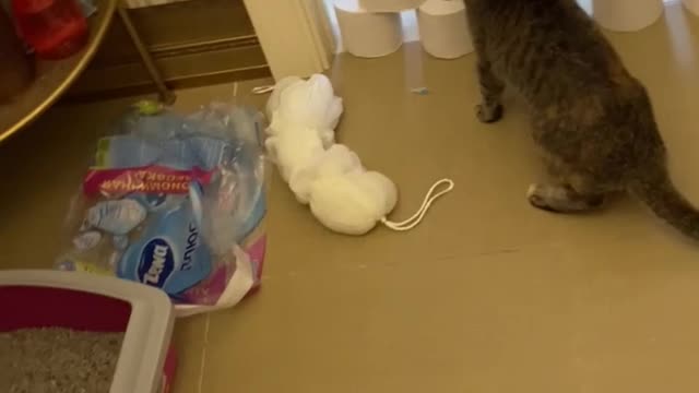 Cheerful cat and toilet paper