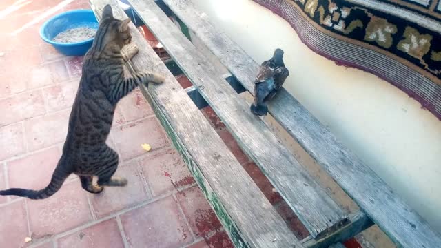 Watch this cat's reaction to this poor pigeon