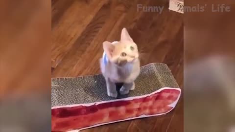 👍 Best Funny Cats 😹 And Dogs 🐶 Of The Month - Try Not To Laugh 2020 - 2021