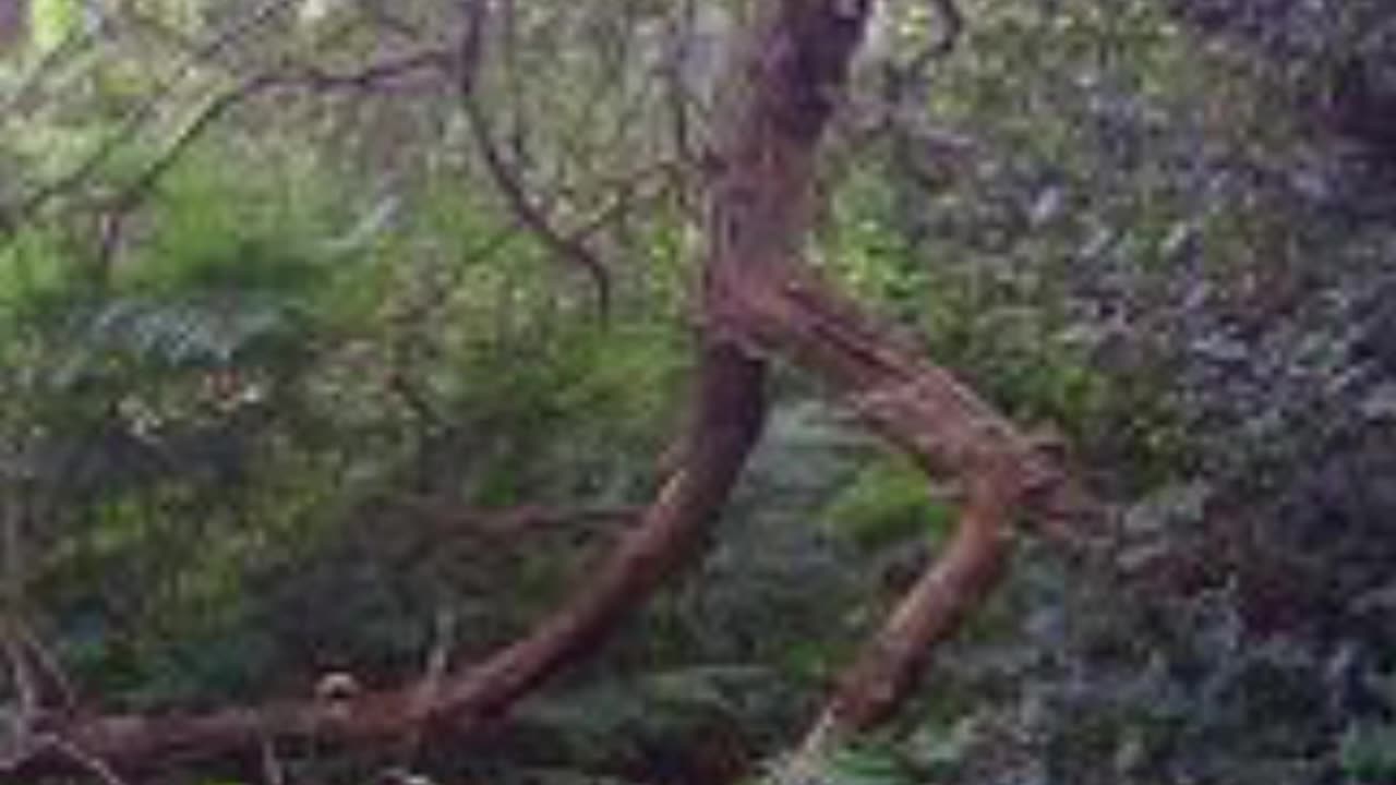 Walking Tree In The World 🌍