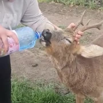 ❤️ A thirsty 🦌 deer 🦌 is helped in the last moment by a good woman! AMAZING VIDEO! ❤️ #Shorts