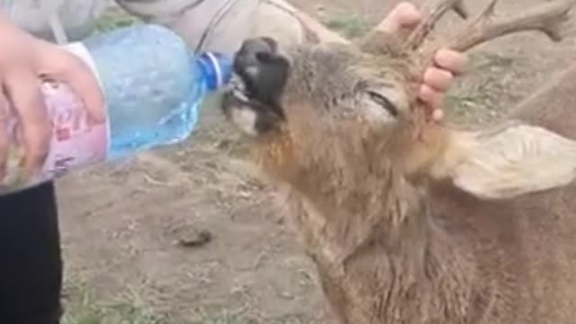 ❤️ A thirsty 🦌 deer 🦌 is helped in the last moment by a good woman! AMAZING VIDEO! ❤️ #Shorts