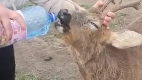 ❤️ A thirsty 🦌 deer 🦌 is helped in the last moment by a good woman! AMAZING VIDEO! ❤️ #Shorts