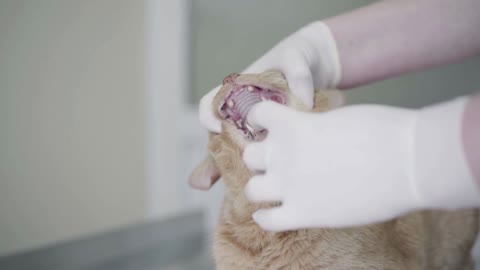 Close up of doctor examining mouth of adult obedient ginger cat