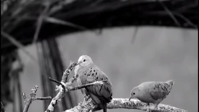 Birds in rain