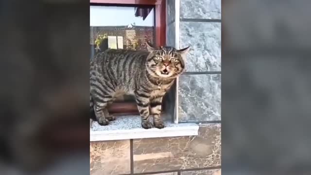 Funny Cats having chit chat