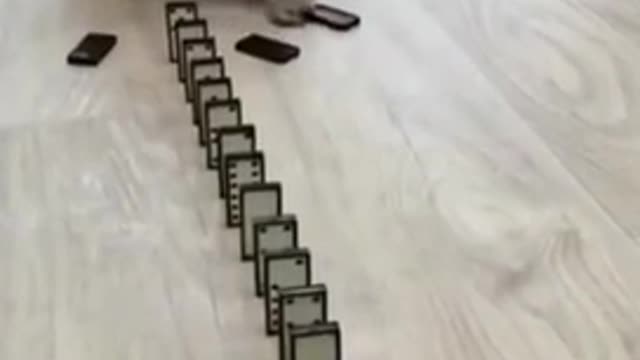 Cat play domino😍🤣