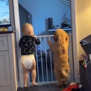 Too Cute - Dog and Baby Jumping!