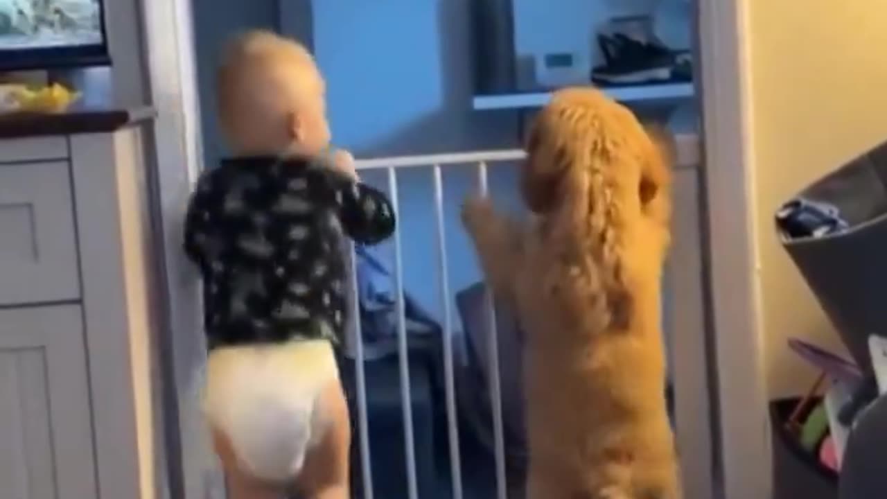 Too Cute - Dog and Baby Jumping!