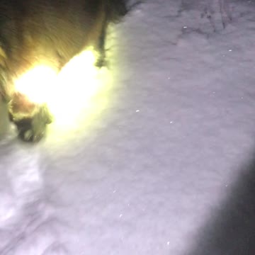 02.2020 Stubborn Mini Horse Licorice