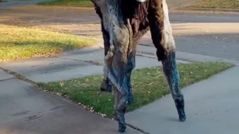 Do you want this costume.