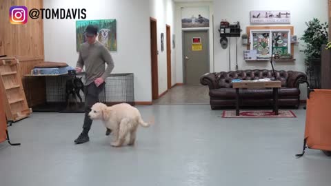 Teach Any Dog to Walk Nice On the Leash