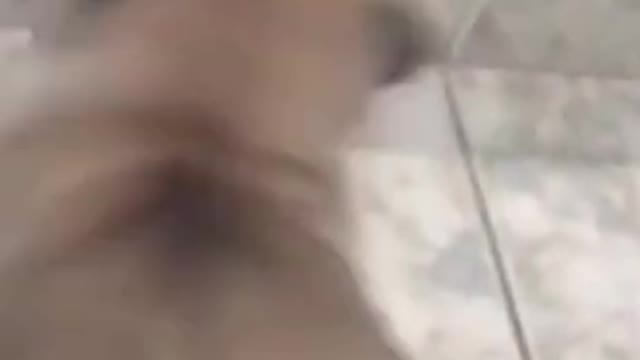 Cute dogs and puppies doing funny things || Dogs funny video #Shorts