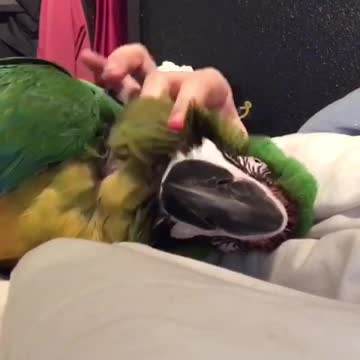 Sam the macaw cuddles