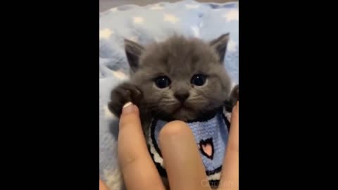 funny and cute cats life