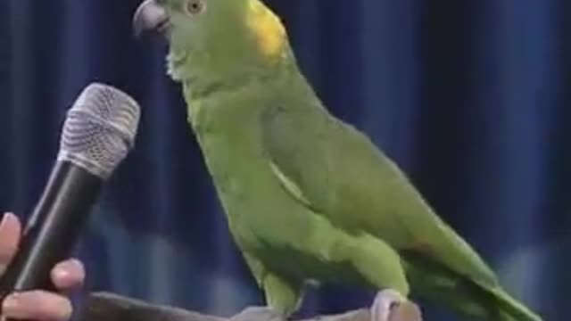 Unbelievable Singing Parrot