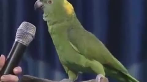 Unbelievable Singing Parrot