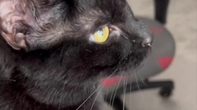 Adopting a Cat from a Shelter Vlog - Precious Piper Gets a Taste of the Exercise Bike #shorts