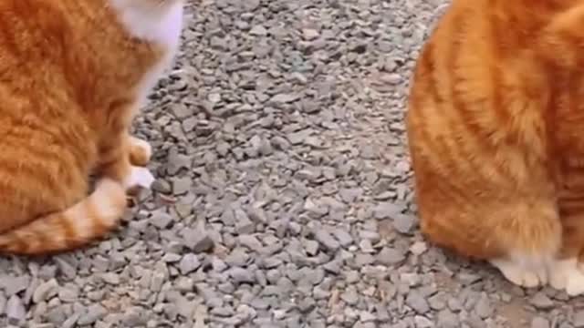 Funny Cat's baby video most funny video 2022