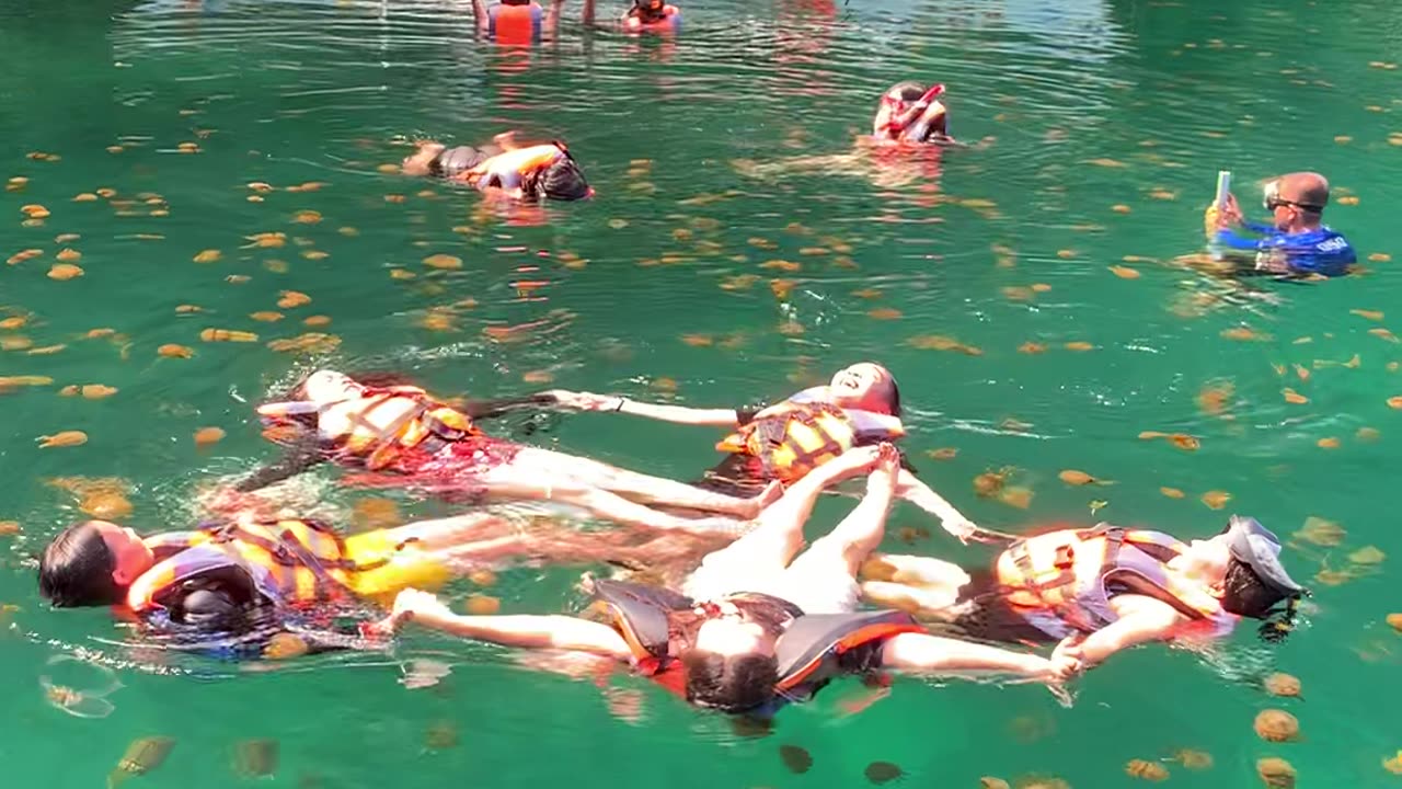 Swirling Swim With Siargao Jellyfish