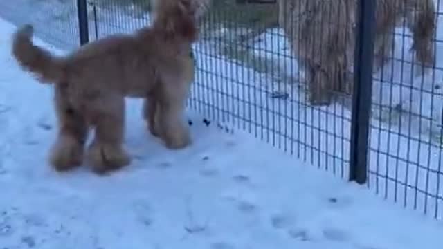 Big dog meets even bigger dogs #shorts #goldendoodle