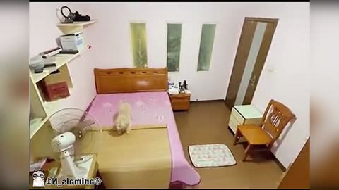 Smart dog