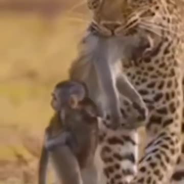 Amazing how a leopard catches a monkey and how a baby monkey clings to its mother