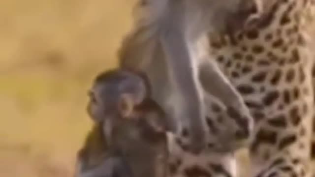 Amazing how a leopard catches a monkey and how a baby monkey clings to its mother