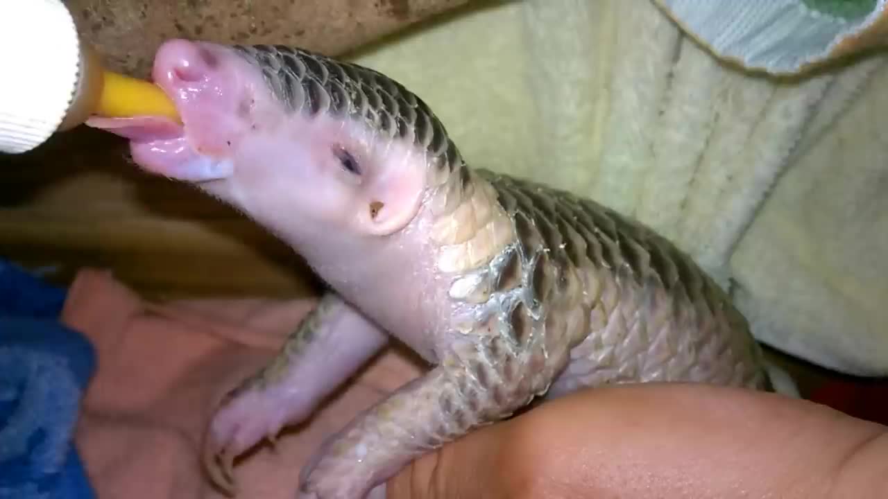 Orphaned Baby Pangolin Bottle Feeding