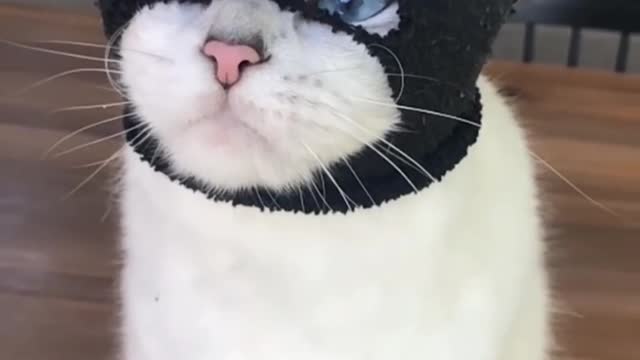 Cute cat || funny Cat ||