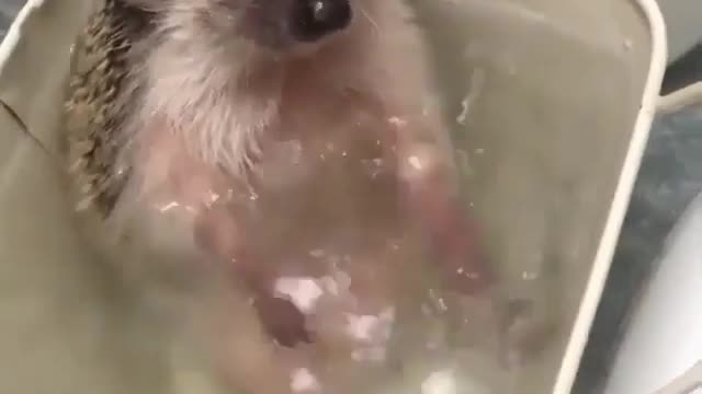 A hedgehog that loves playing with water.