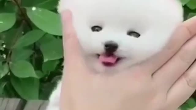 Dogs Funny Videos- Cute Dog Video | 2021