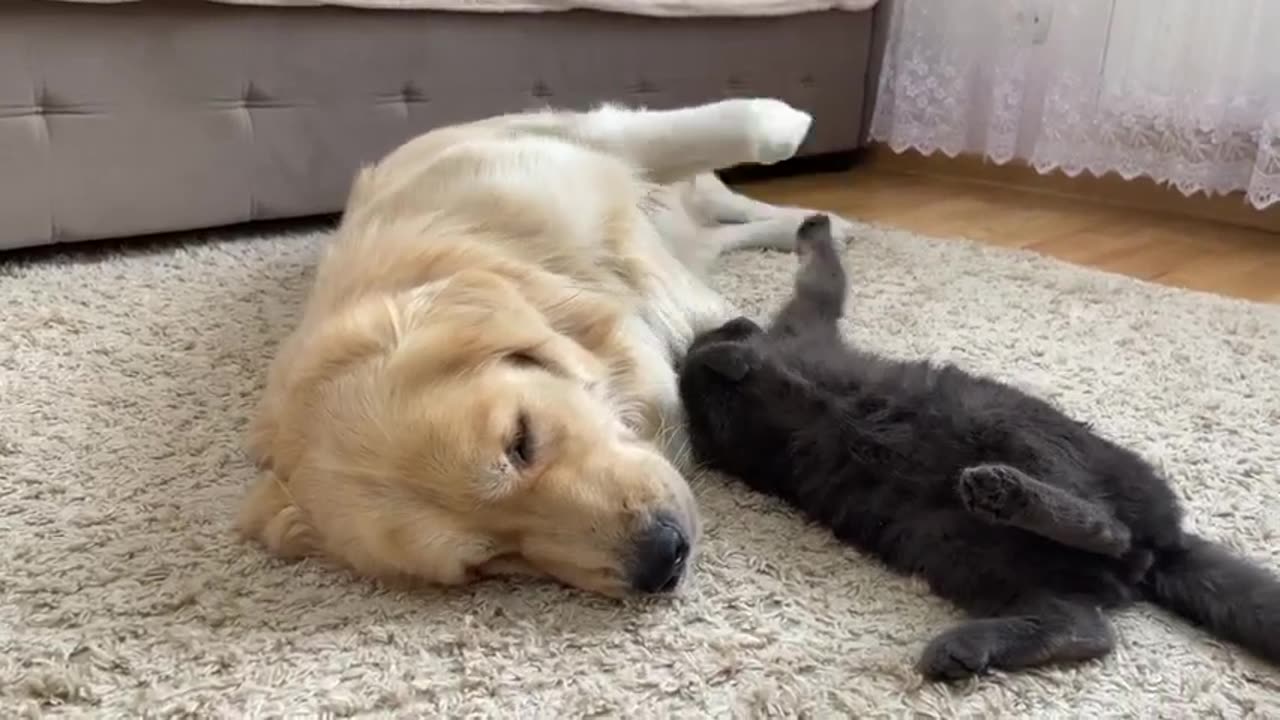 Dog Friendship with Black Cat