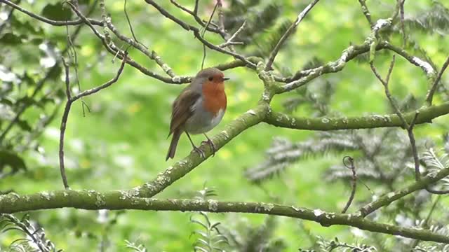 Relaxing Natural Sounds , Forest Birdsong