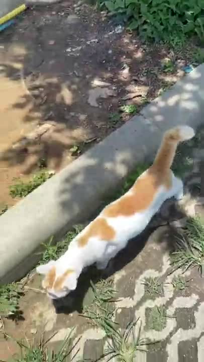 Funniest Cat Meowing#Shorts