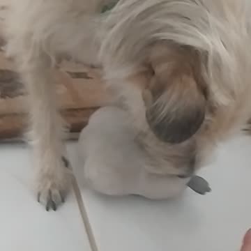 Luna and her to 🐕💜