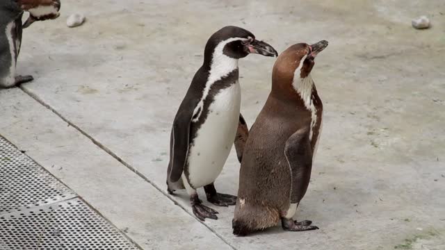 Lovely moovment of penguins they are fighting for food