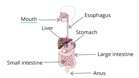 Understanding The Digestive System: A Paramedic Perspective