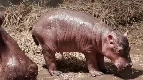 Cincinnati Zoo announces baby hippo's gender