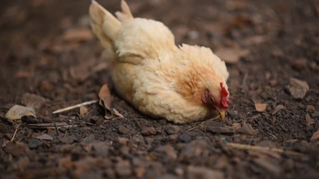 Wonderful little chicken taking a bath