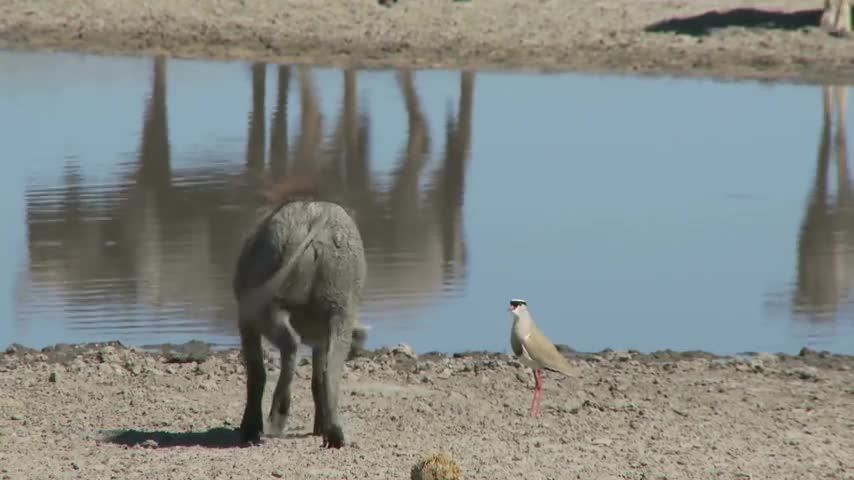 Funny Animal Singing Opera