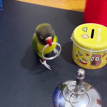 funny|prank|jokes|funny jokes|dad jokes|funny memes|funny video|fun|laughing|funny animal|knock