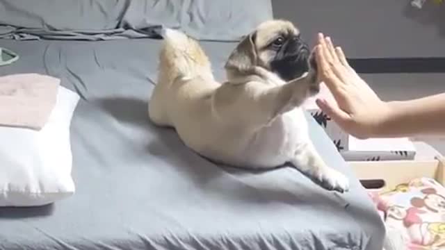 puppy high fives